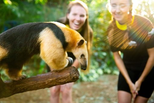 trainer for a day discoverycoveorlando